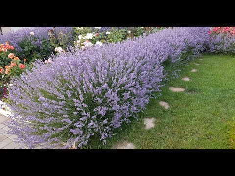 Video: Da li raste lavanda?