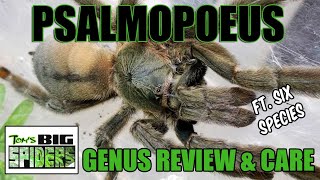 Psalmopoeus Genus Review and Care