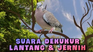 Download Lagu suara dekukur ngebas lantang \u0026 jernih #dekukur #kungmania #perkututlokal #dekukur #perkutut MP3 Download Lagu suara dekukur ngebas lantang \u0026 jernih #dekukur #kungmania #perkututlokal #dekukur #perkutut MP3