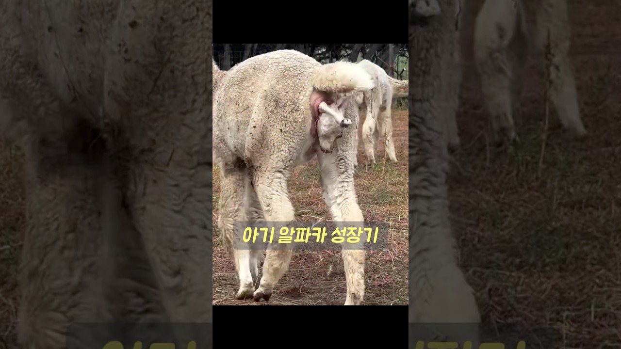 한 농부가 난산 중인 알파카의 성공적인 출산을 돕는다. #animals #동물구조 #동물