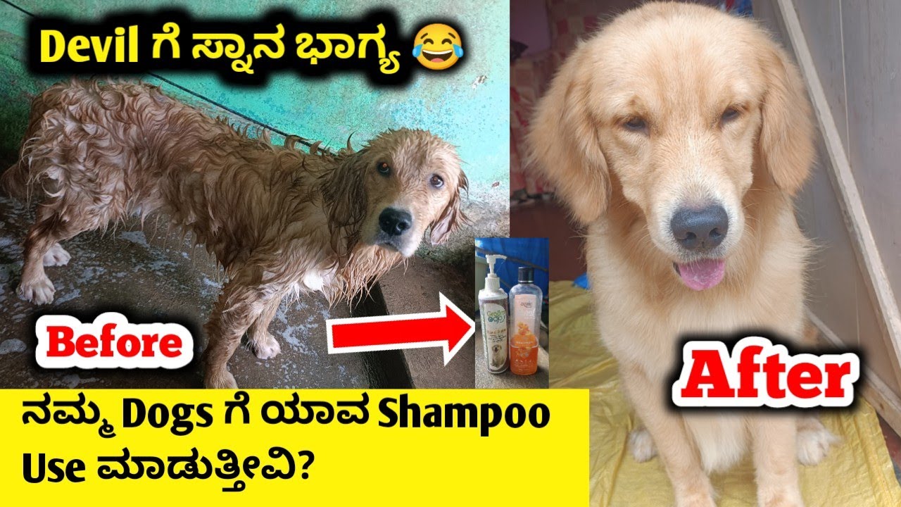 ನಮ್ಮ Dogs ಗೆ ಯಾವ Shampoo use ಮಾಡುತ್ತೀವಿ |  Golden Retriever bath time | Best shampoo for dogs