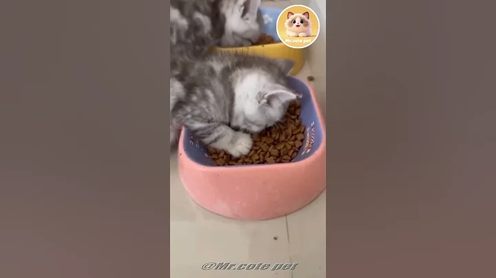 Video 11194061: cat cute funny pet, cute pets explore