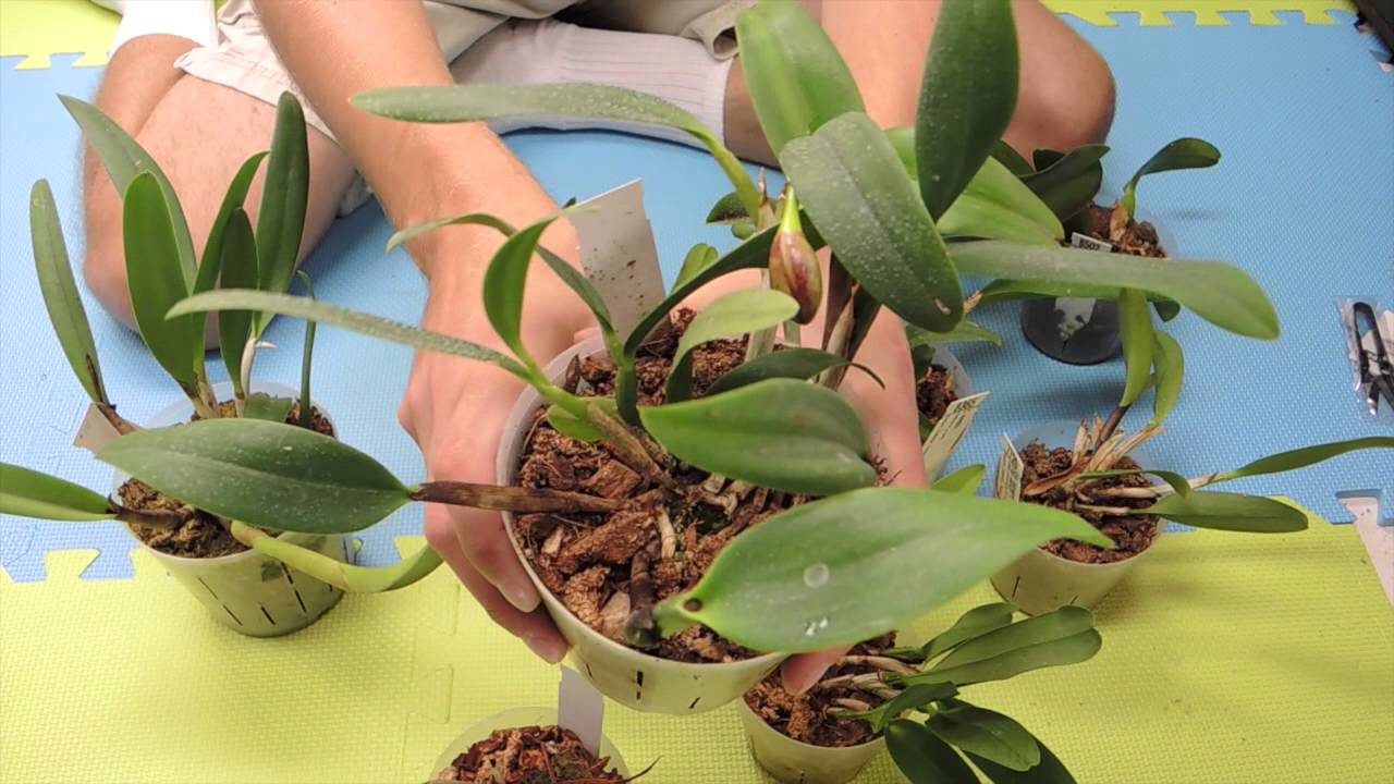 Looking at some Cattleya Orchids 