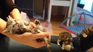 Silver tabby British Shorthair kittens by Grete Bakken 384 views 2 years ago 10 minutes, 1 second