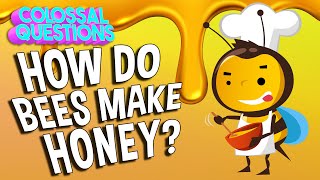 How Do Bees Make Honey? | COLOSSAL QUESTIONS