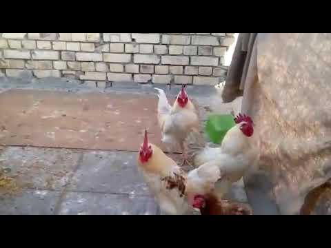 احله ديوجه تعوعي مصلحه لايك واشتراك وتفعيل زر الجرس