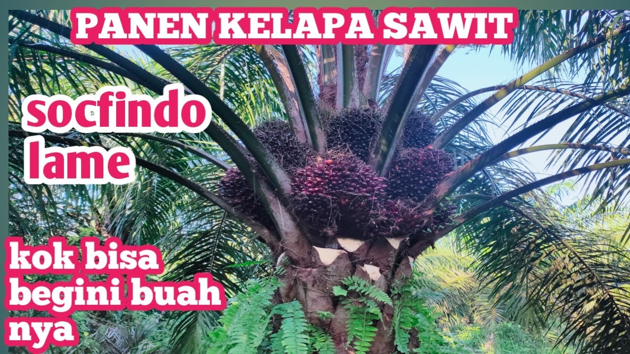 PANEN KELAPA SAWIT UNGGUL SOCFINDO LAME  | BUAH NYA BANYAK YG MATANG MAS BRO