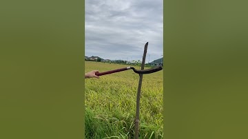 Tôi làm con rựa phát rẫy bằng thép vòng bi máy bay chặt cây như chặt chuối vậy