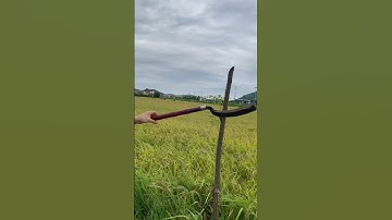 Tôi làm con rựa phát rẫy bằng thép vòng bi máy bay chặt cây như chặt chuối vậy