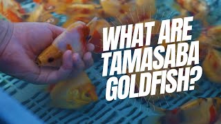 What Are Tamasaba? | Hardy Japanese Goldfish For Koi Ponds