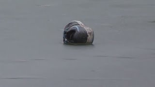 Boys remain hospitalized after falling through ice at Lansdowne pond