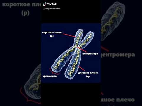 Хромосомы и хроматин Готовимся к ЕГЭ 2021 Биология Химия