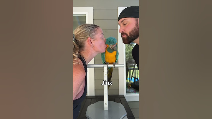 Smooching Our BIRDS 💋 #parrots #birds #funny #smooches