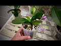 ОРХИДЕИ АРХИВАЖНО обрабатывать НЕ раз ОТВЕТЫ на ВОПРОСЫ Актара орхидеи  мучнистый червец