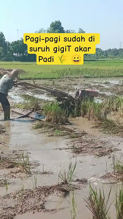 Pagi-pagi sudah disuruh gigit akar padi #vlogtani #farming #tractor #traktorsawah #padi #shortvideo