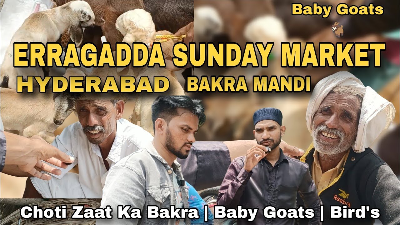 HYDERABAD BAKRA MANDI | ERRAGADDA GOAT MARKET | baby goat for sale in hyderabad | Dogs | Goats Birds