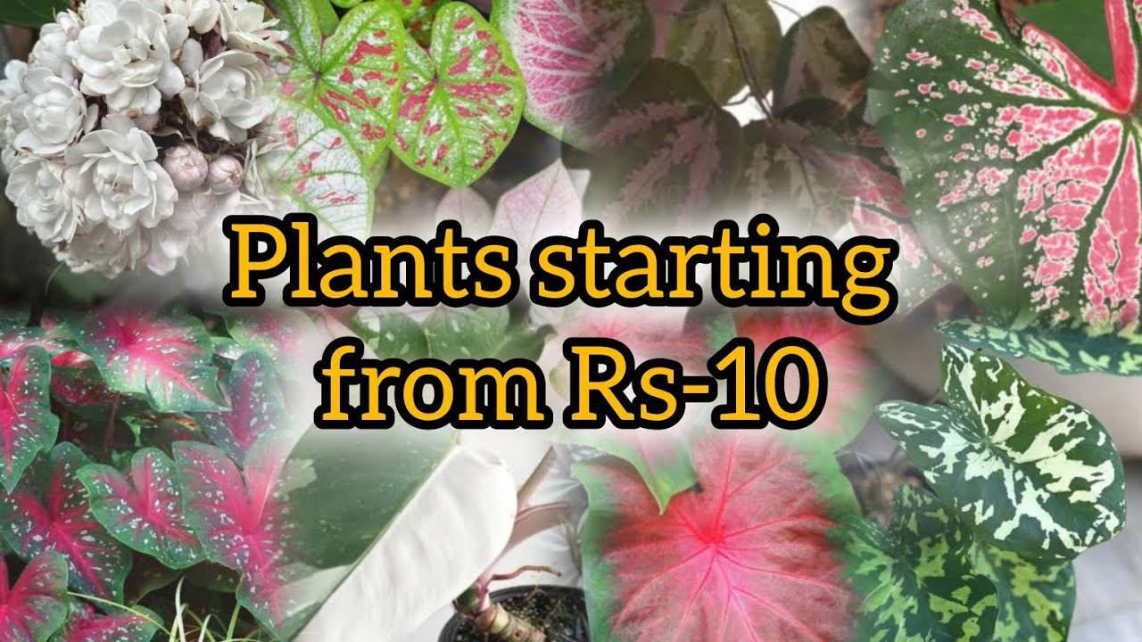 PLANTS STARTING FROM (Rs-10)💥💥💥💥#plants #caladium #onlinesale #philodendron #lowprice #lowcost