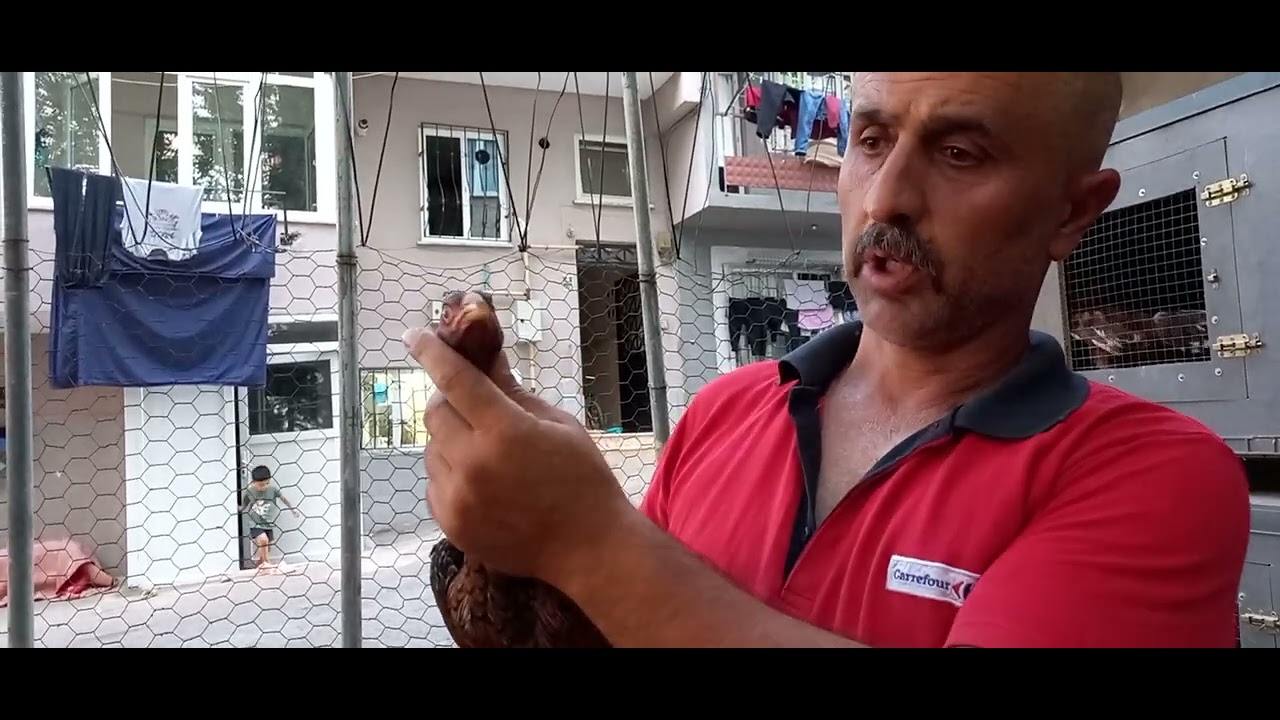 USTANIN ELİNDE BÜYÜYEN YAVRULAR.#HOROZ #YAVRU