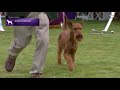 Irish Terriers | Breed Judging 2021 の動画、YouTube動画。