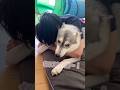 弟に恋してる赤ちゃんハスキー #シベリアンハスキー #ハスキー #ハスキー犬