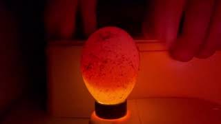 Candled 7 turkey eggs.  Were all of them fertile? Candling Turkey Eggs