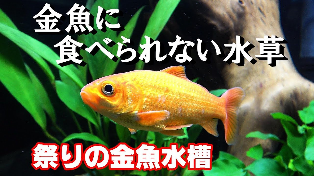 金魚水槽 おすすめの水草とは 祭りの金魚水槽 7 アクアリウム Youtube