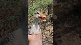 little Duck Noise 🦆 #duckvideo #babyducks #cuteduck #duckvoice