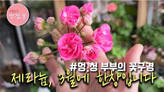 제라늄,3월의 제라늄   #제품구입은 아래 '더보기'에 있어요