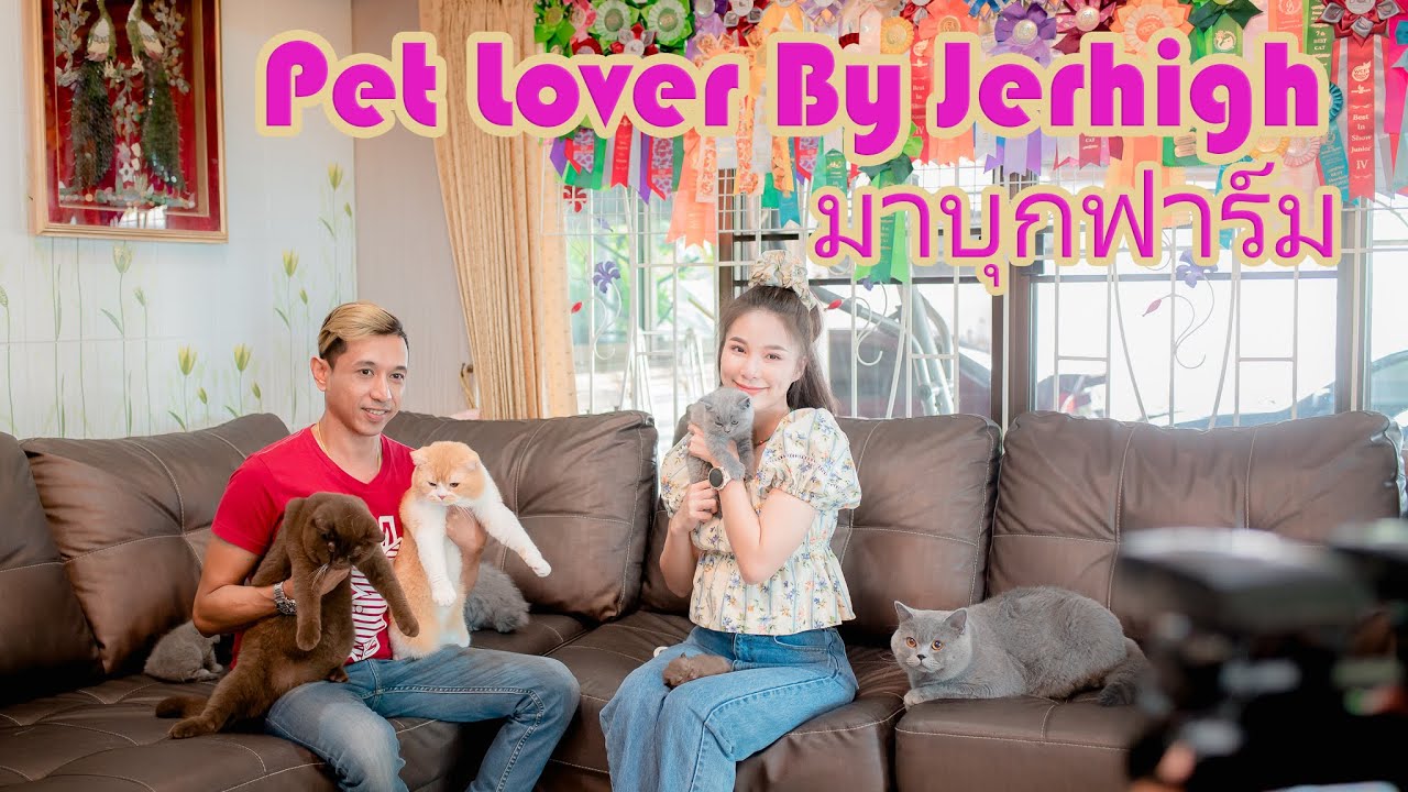 รายการ Pet Lover By Jerhigh  มาบุก ถึง British Shorthair KunLek Farm ฟาร์มแมว บริติช ชอร์ทแฮร์