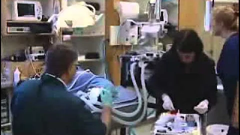 Taking Care of Your Dog's Teeth