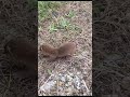 野生のイタチ 子供発見