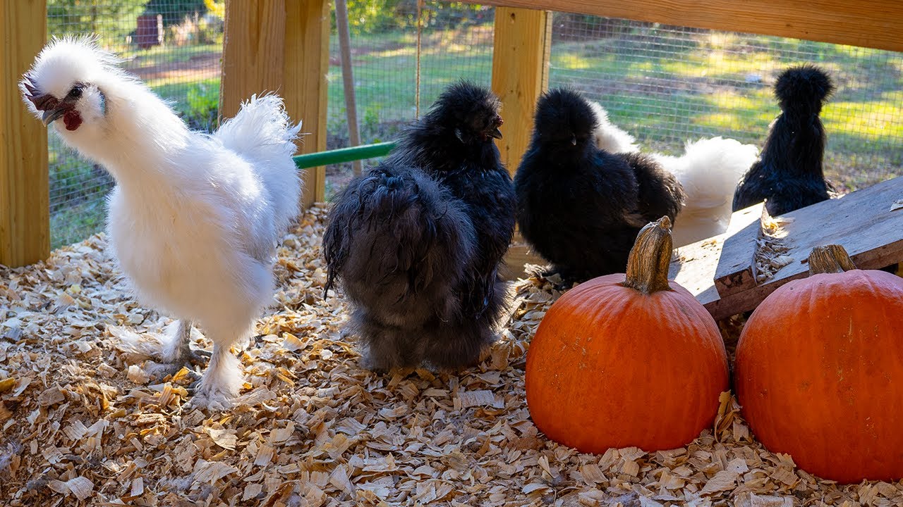 LIVE Silkie Chickens