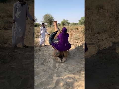 إن المرأة تحب جملها كثيرا حتى لو سقط الجمل فهما يبقيان صديقين