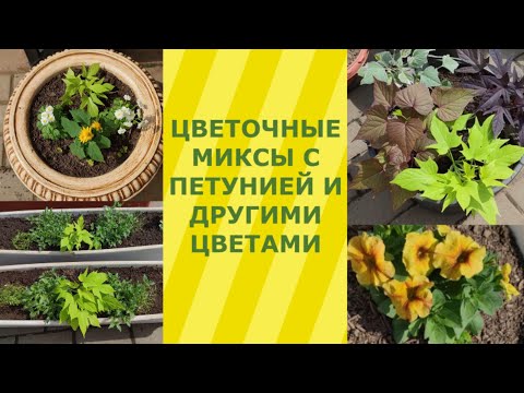 Миксы с петунией, новый способ. Миксы с другими цветами.