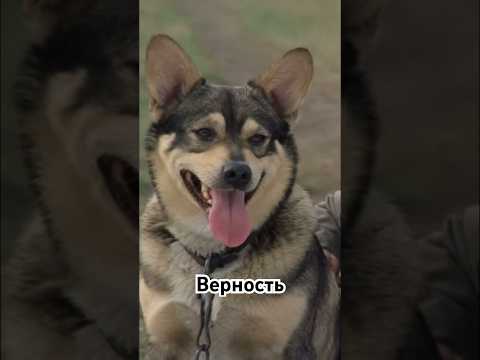 Верность друга. #советскиефильмы #советскиеактеры #кино #shortvideo #shorts #собакадругчеловека