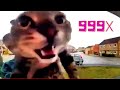 Cat meows camera  speed modes  speed 999x slow motion rewind