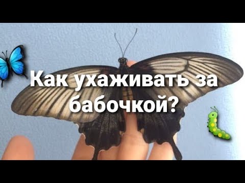 🌸Как ухаживать за бабочкой?🦋 (Домик, еда, кормление и т. д.) #butterfly #popular #fyp