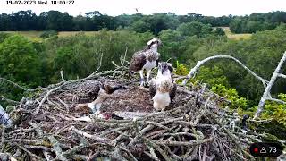 5H3 returns to the nest after first flight - 19/07/23 by birdsofpooleharbour 4,250 views 10 months ago 38 seconds