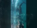 🐬シャチたちのエイ超大群・捕食シーン！🌈