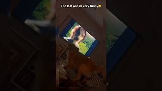 lmaooooo #funny #dogs #funnydogs #pets #funnypets #dog #prettyfunny #funnyanimals #funnydog #STONfi