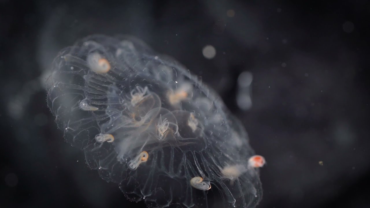 Underwater views of Antarctic jellies are &#39;a magic portal to another world&#39; - The News Motion