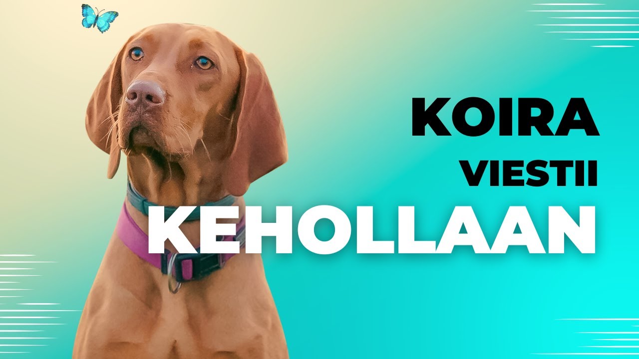 Koiran Elekieli Selitetty! 🐾 Äänet, Asennot ja Tunnetilat