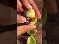 The World's Smallest Coconut? Amazing Cutting Skills!