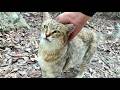 散歩に出かける前からおしゃべり弾むかわいい猫モナカ