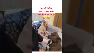 Köpeğin Bakışına Dikkat Kıskançlıktan Ağlıycak