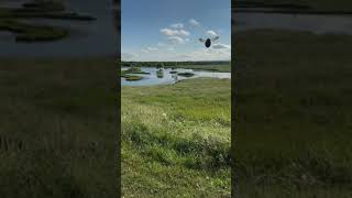 Bumble Bee in Slow Motion