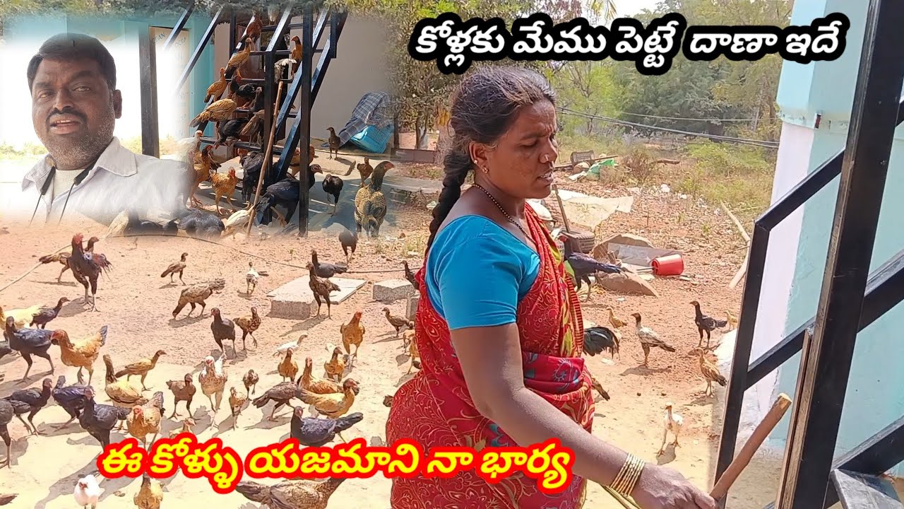 ఇన్ని కోళ్లను రూపాయి పెట్టుబడి లేకుండా పెంచుతున్నాం