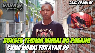 CERITA SUKSES BUDIDAYA MURAI BATU HINGGA 55 PASANG!! |SANG PRABU BF