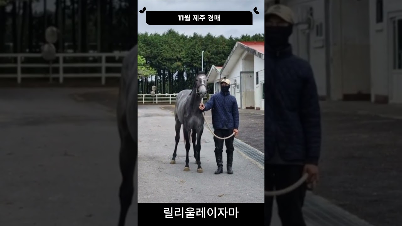 11월 경매 예정마 - 릴리울레이자마