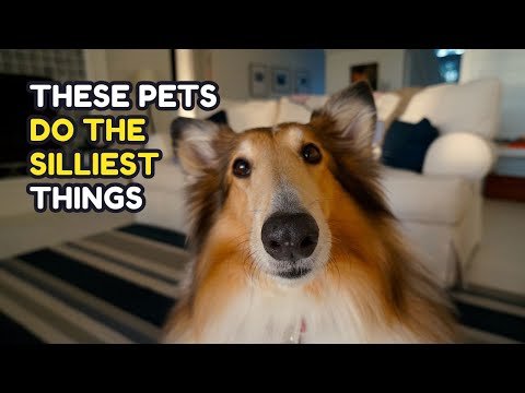 Epic Jumps & Hilarious Tumbles! 😂 | Funny Pets in Action
